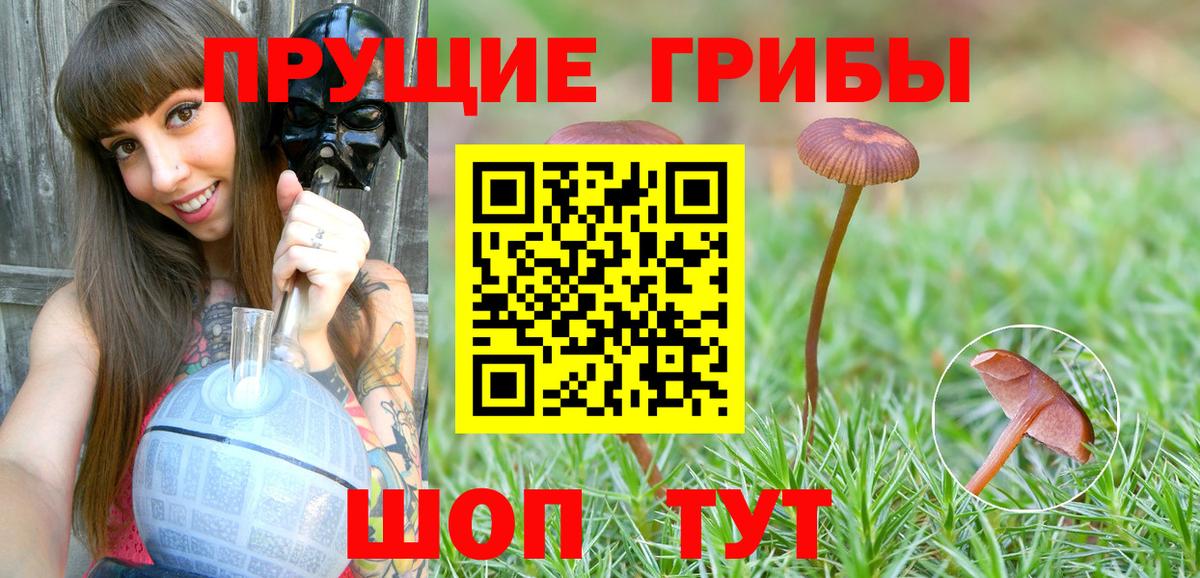 Гудермес  как найти   Вход с VPN  Псилоцибиновые грибы мухоморы 